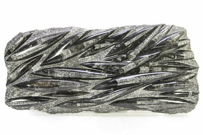 Polished Fossil Orthoceras (Cephalopod) Plate - Morocco #290385